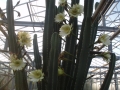 Cereus peruvianus
