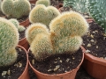 Cleistocactus cristata