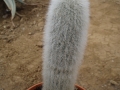cleistocactus straussi