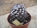 Copiapoa maritima