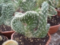 Cylindropuntia cristata