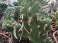 Cylindropuntia subulata cristata