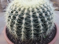 Echinocactus grusonii.JPG