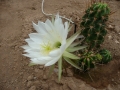 Echinopsis bridgesii  .JPG