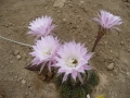 Echinopsis oxygona  .JPG