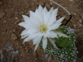 Echinopsis subdenudata  .JPG