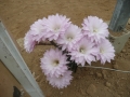 Echinopsis x paramount  .JPG