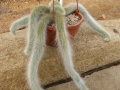 Hildewintera colademononis