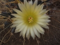 Leuchtenbergia principis