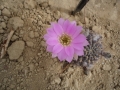 Lobivia rojasii