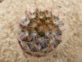 Mammillaria carmenae