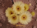 Notocactus apricus
