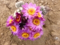 Notocactus uebelmannianus.JPG