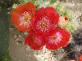 Opuntia aciculata v.orbiculata