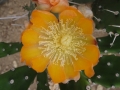 Opuntia bispinosa