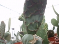 Opuntia ficus indica reticulata 
