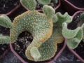 Opuntia microdasis critata