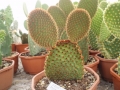 Opuntia microdasis rufida