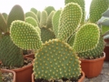 Opuntia microdasis