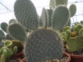 Opuntia robusta
