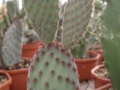 Opuntia rufida