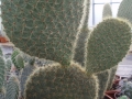 Opuntia scheerii