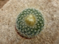 Parodia chrysacanthion