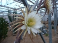 Selenicereus grandiflorus   .JPG