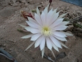 Selenicereus vagans  .JPG