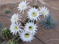 Trichocereus candicans  .JPG