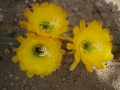 Trichocereus huascha jaune