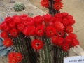 Trichocereus lobivoides