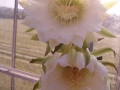 Trichocereus pachanoi