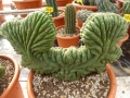 Trichocereus pachanoi cristata