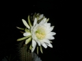 Trichocereus spachianus .JPG