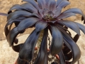 Aeonium arboreum schwarzkopf
