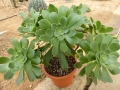 Aeonium barbatum