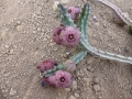 Carraluma europaea.JPG