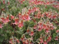 Cotyledon elisae