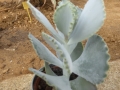Cotyledon undulata
