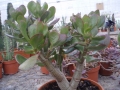 Crassula ovata