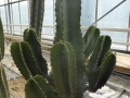 Euphorbia erythrea