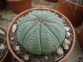 Euphorbia obesa