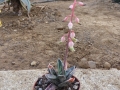 Gasteria bicolor v.liliputana.JPG