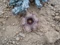 Huernia hystrix
