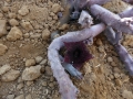 Huernia pendriformis.JPG