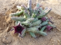 Huernia sp kilimanjaro.JPG