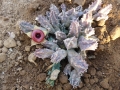 Huernia zebrina.JPG