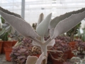 Kalanchoe beharensis