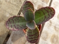 Kalanchoe humilis